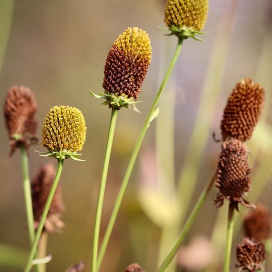 Coneflowers in Nahaufnahme