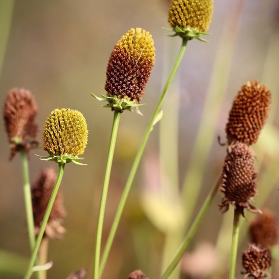 Coneflowers in Nahaufnahme